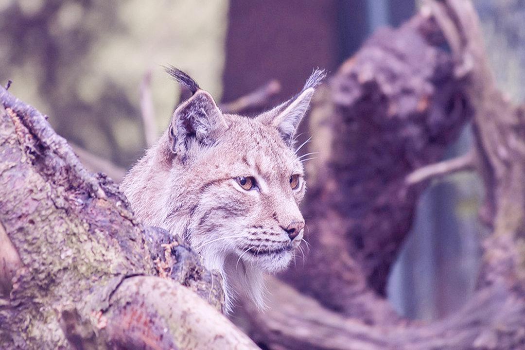 В Беларуси впервые за долгое время разрешена охота на рысь.