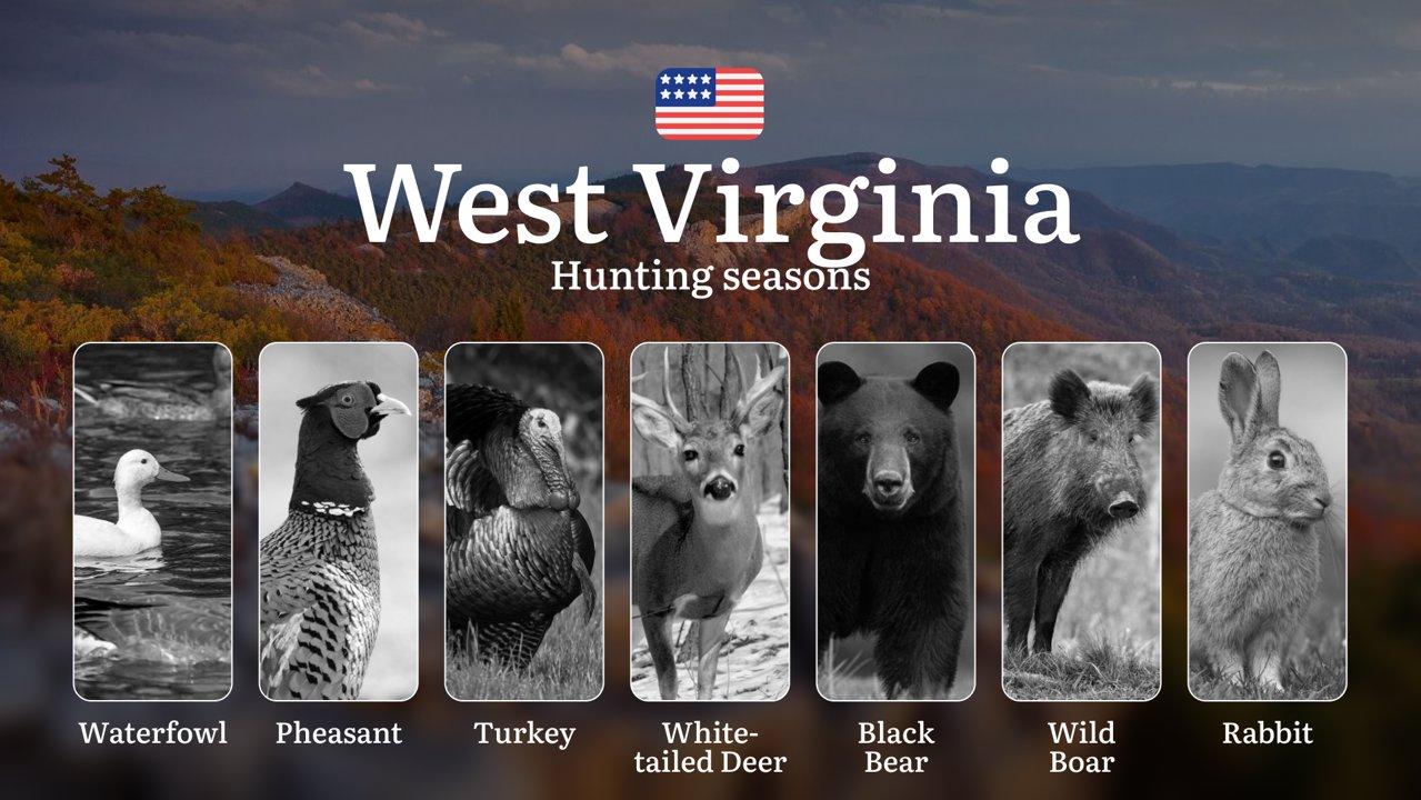 West Virginia, USA: Hunting Seasons and Periods, Openings and Closings, Licenses, Rules, Tips for Choosing the Right Time and Location

Hunting in the state of West Virgi