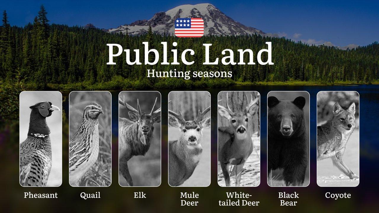 Hunting Seasons in the USA on Public Land: Seasonality of Hunting, Restrictions and Prohibitions, Tips for Hunters