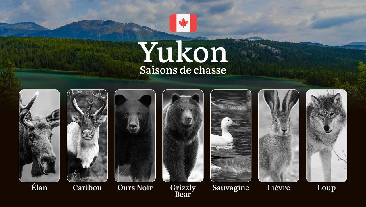 Saisons de chasse au YUKON (Canada): Découvrez les Périodes Idéales, Maîtrisez la Réglementation