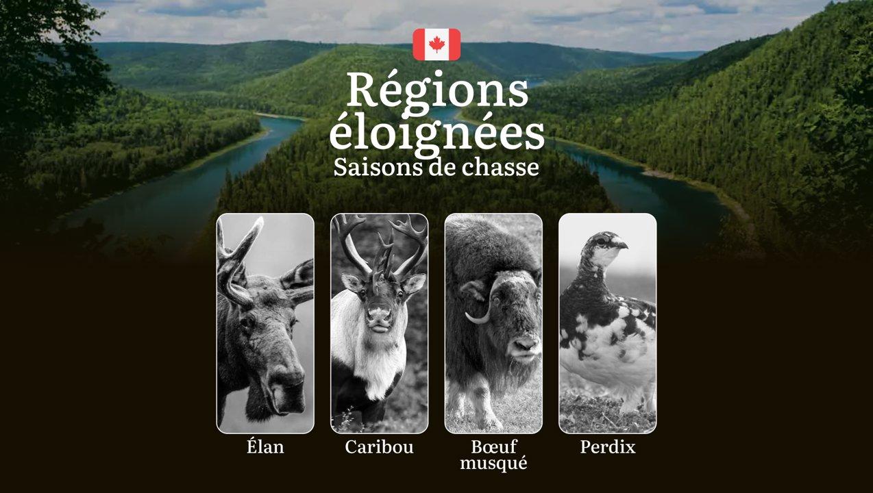 Saisons de chasse dans les RÉGIONS ÉLOIGNÉES du Canada: périodes de chasse, règles à respecter