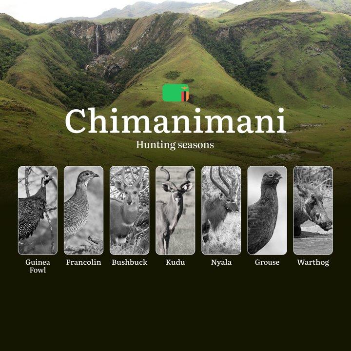 From Mountain Mists to Savannah Dawns: Chimanimani's May-October Hunting Season, Tactics and Events – Where Ancient Traditions Meet Modern Conservation in Zambia's Wild Frontier