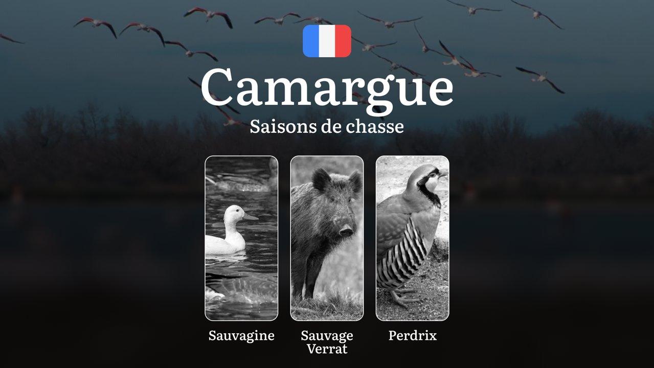 Saisons de chasse en CAMARGUE: Calendrier Détaillé, Réglementation Officielle, Autorisations nécessaires et Conseils Pratiques