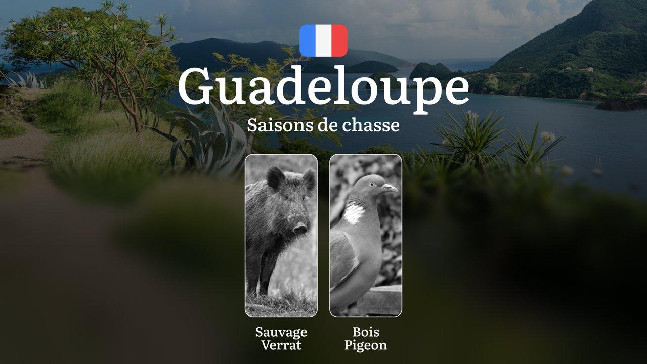 Saisons de Chasse en GUADELOUPE: Calendrier Complet, Variations Saisonnières, Permis Obligatoires, Responsabilités Légales et Meilleures Périodes