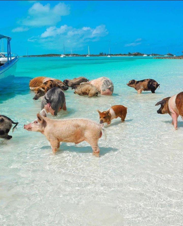 <strong>Pig</strong> 🐽 Beach 🏖️ Exuma, Bahamas 🇧🇸