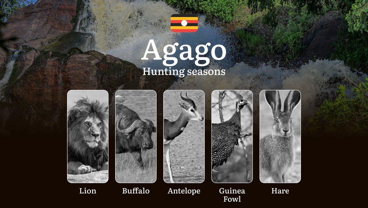 Seasonal Hunting Periods in Agago: Limits and Seasonal Prohibitions, Licensing Conditions, Fines and Legal Effects of Non-Compliance, Strategic Preparation, Best Hunting 