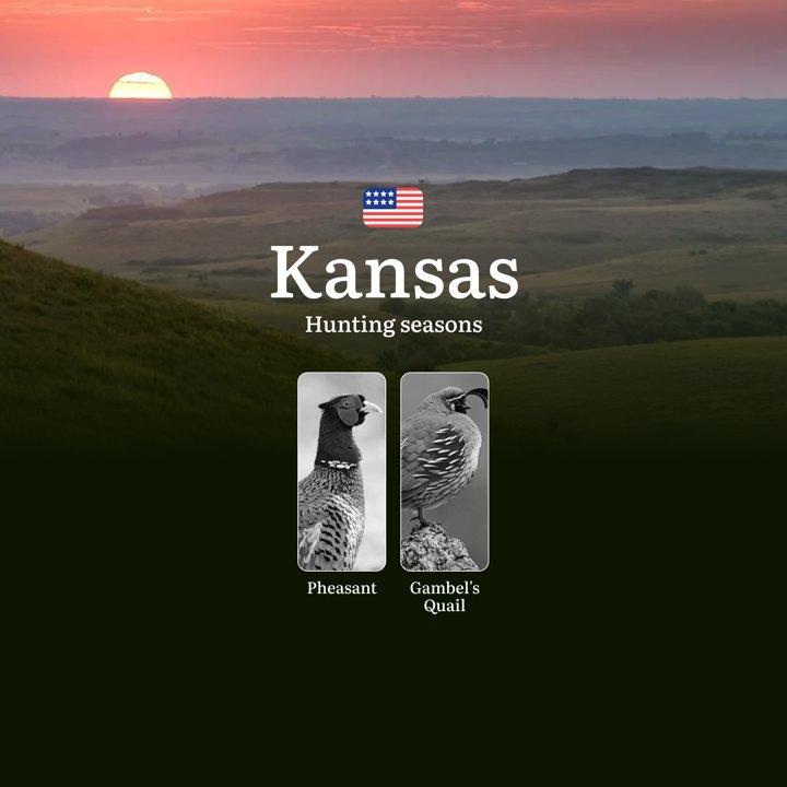 Seasons of Hunting in Kansas: Timing, Rules, Permits and Best Periods for Hunting, Restrictions and Prohibitions, Fines for Violating Hunting

When Can You Hunt Pheasants