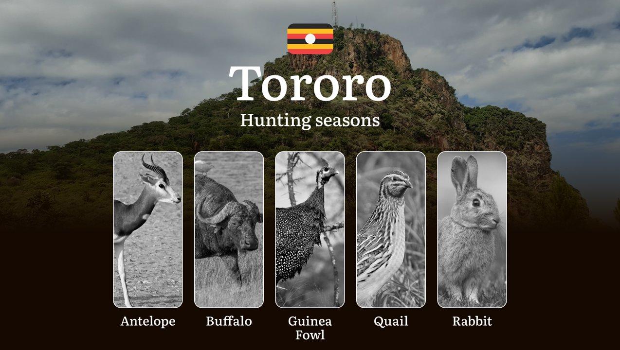 Hunting Season Dates in Tororo: Regulatory Caps and Seasonal Closures, License Requirements, Penalties and Legal Outcomes for Infractions, Strategic Planning, Best Timing, Equipment Selection 