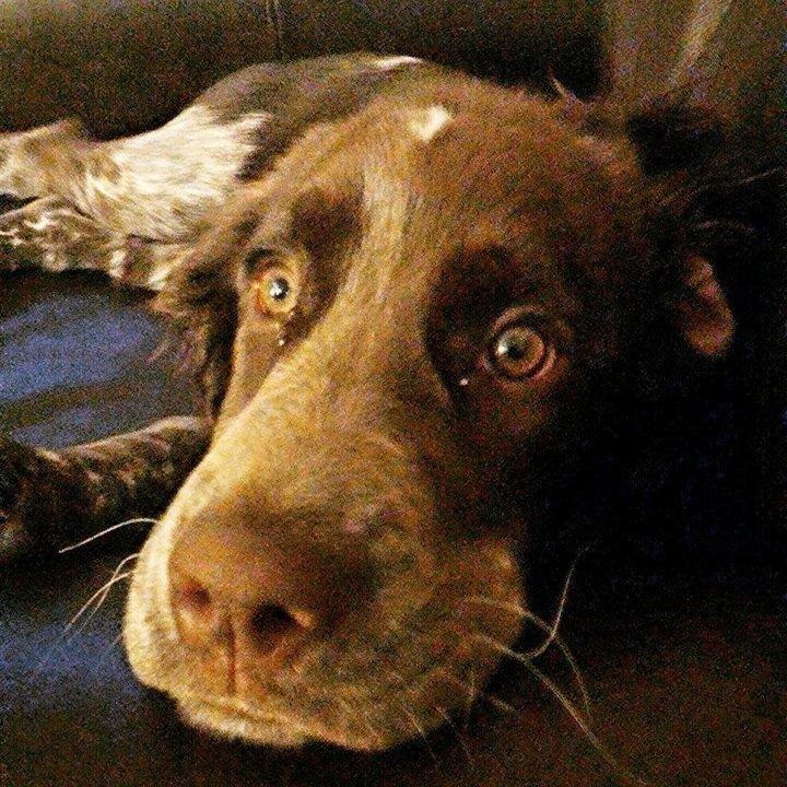 Stella