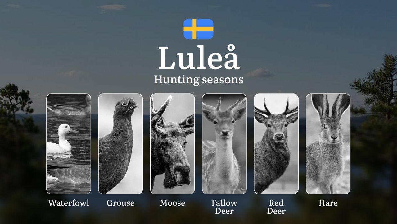 Hunting Periods in LULEÅ: When and What You Can Hunt, Seasonal Game Patterns, and Everything You Need to Know to Obtain a Valid Hunting License in the Region

Planning yo