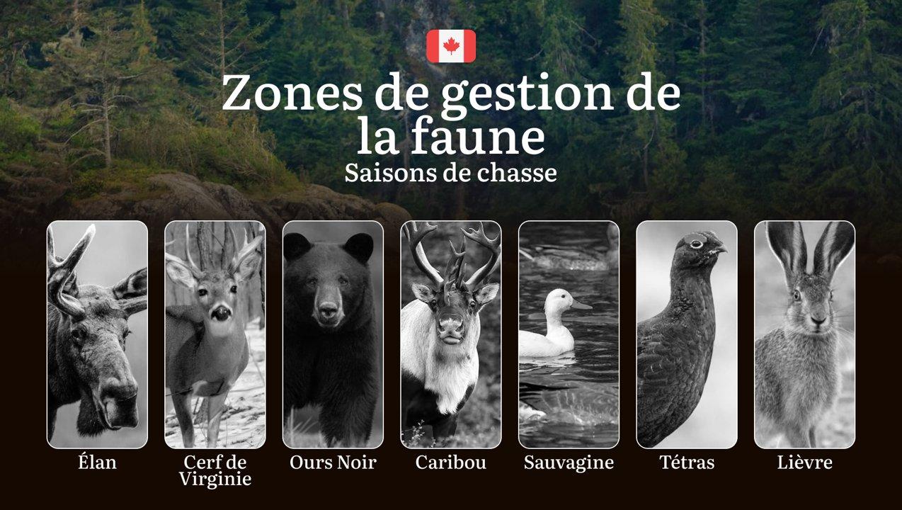 Les périodes de chasse dans les ZONES DE GESTION DE LA FAUNE: dates officielles, obtention des permis, réglementation stricte et périodes optimales