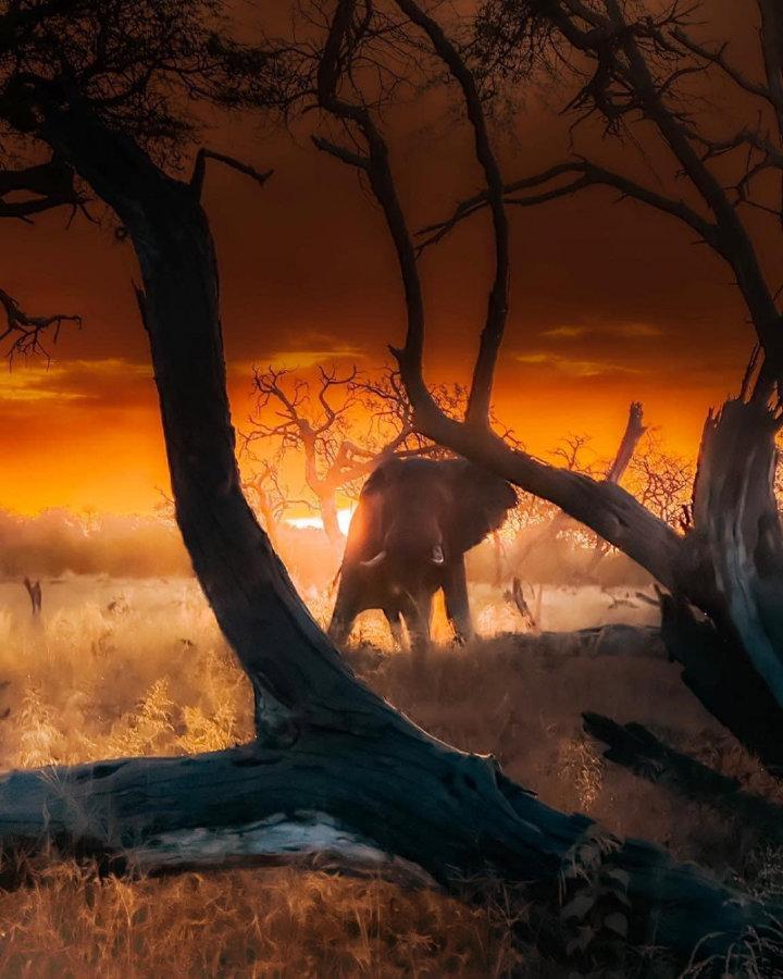 Magical Okavango <strong>Delta</strong> 

