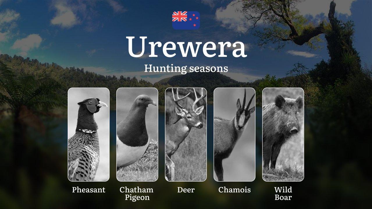 UREWERA Hunting Season: Rules and Timeframes, Documents, Clubs, and Access, Tips from Experienced Hunters

When Can You Hunt? Main Rules and Timeframes in Urewera

The Ur
