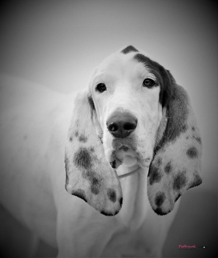 Expression canine <strong>en</strong> portrait.
