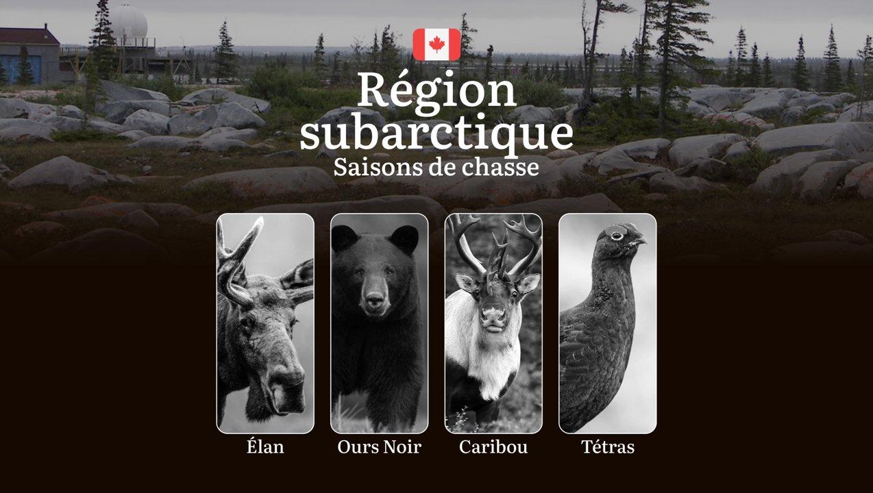 Les périodes de chasse en RÉGION SUBARCTIQUE: Ouverture et fermeture des saisons, permis indispensables, réglementations spécifiques et moments clés 