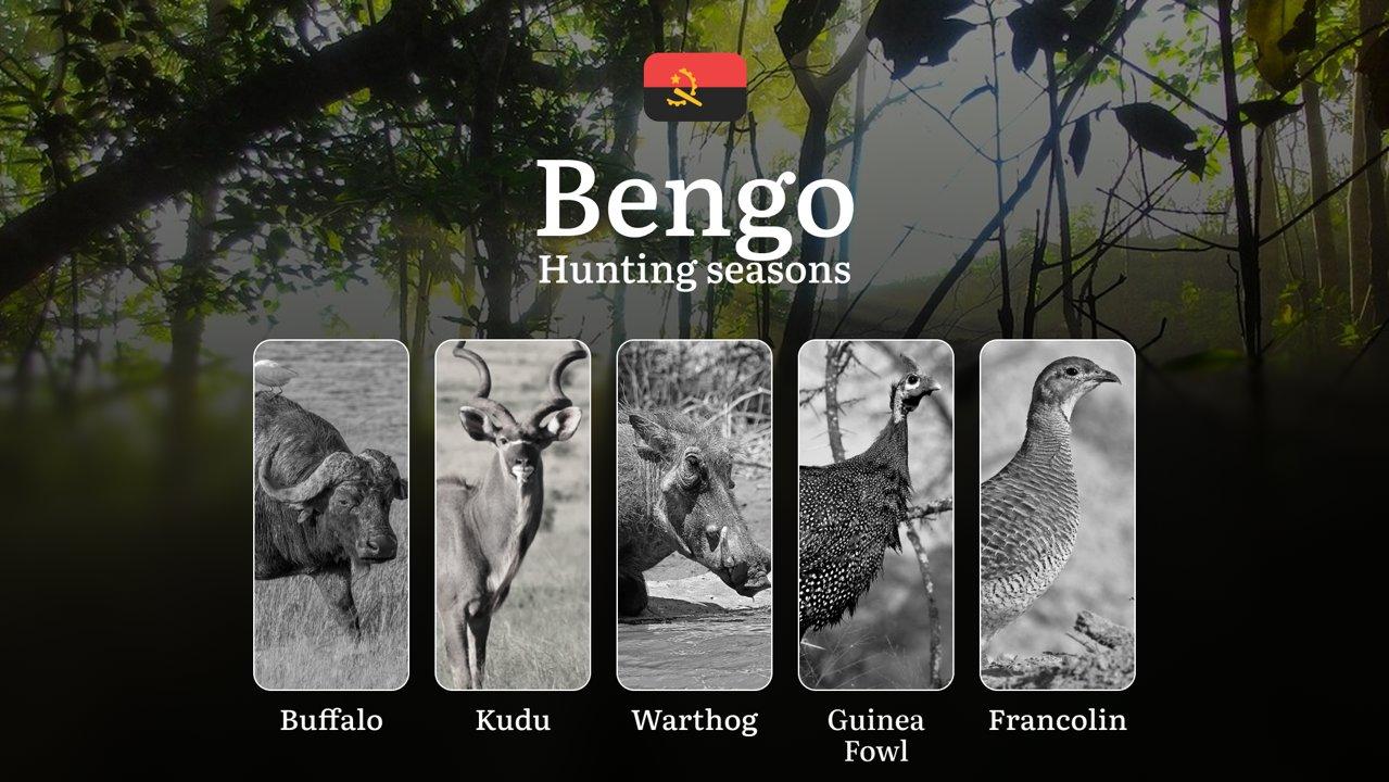 Hunting Laws and Seasons in Bengo: General Hunting Rules, Permits, Restrictions & Time-Honored Events 