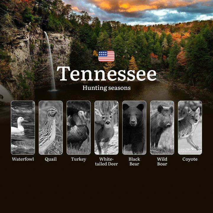 Tennessee WMA: Hunting Dates and Seasonal Animal Activity, Restrictions and Protected Animals, Practical Tips

Hunting in the state of Tennessee is not only an exciting a