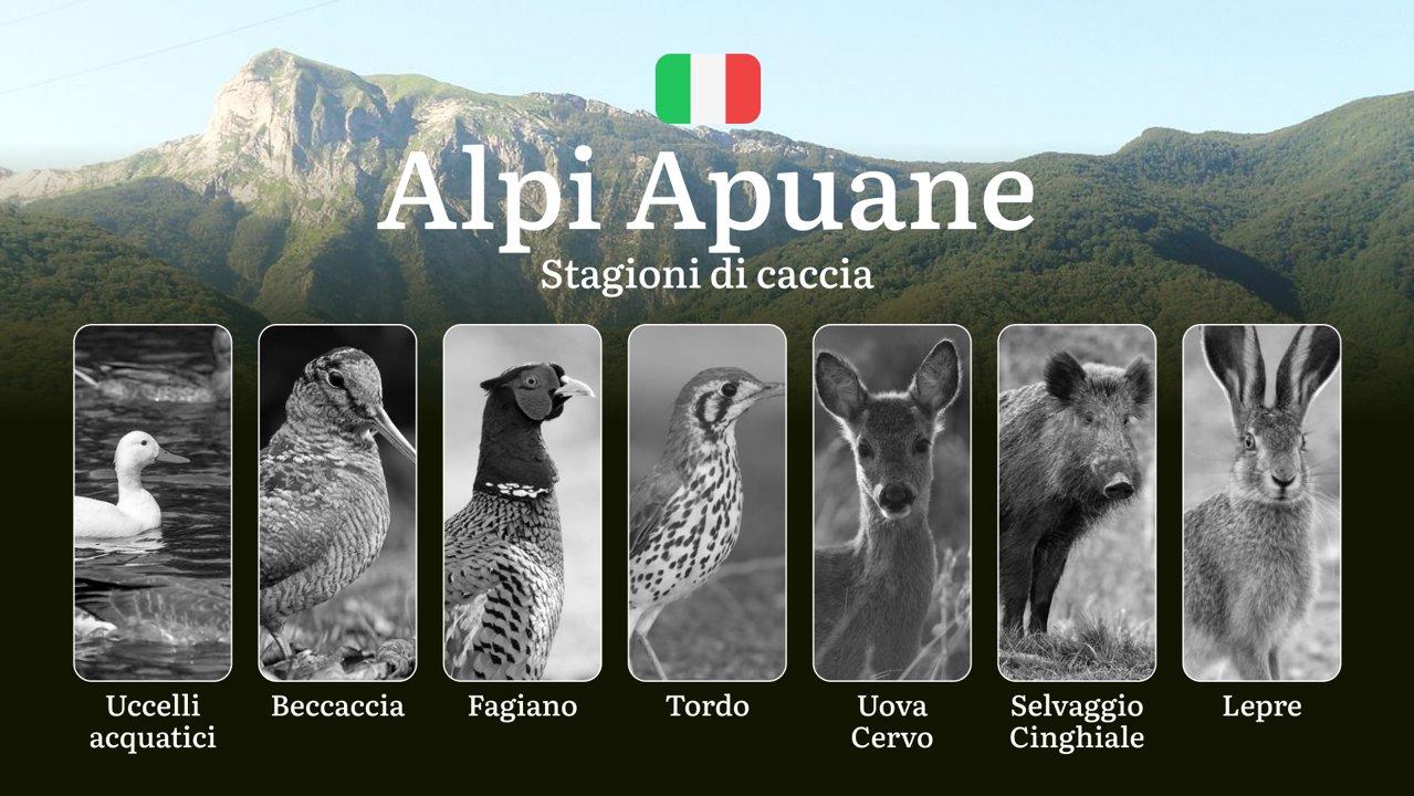 Caccia nelle Alpi Apuane: Stagioni tra Pareti Rocciose e Faggete - Quando Apre e Chiude

Le Alpi Apuane, con i loro paesaggi rocciosi e boscosi che si estendono tra la co