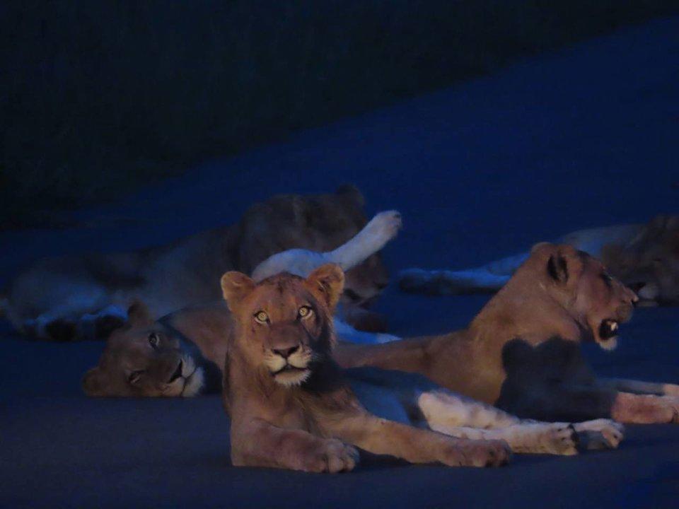 Safari