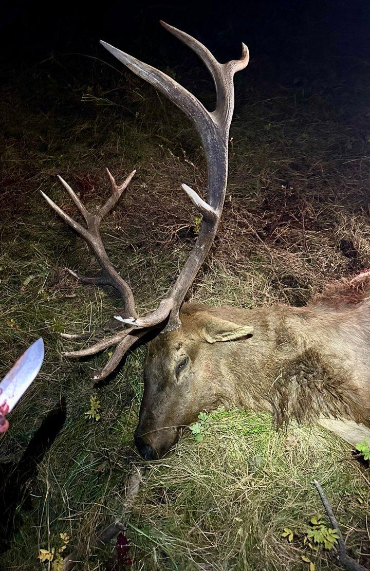 Trophy buck taken down last night — what a hunt!