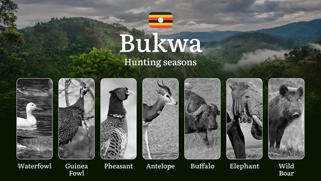 Hunting Access Dates in Bukwa: Key Hunting Periods for All Species, Restricted Areas, Rules and Exceptions, Getting Your License, Gear, Locations, and Optimal Timing