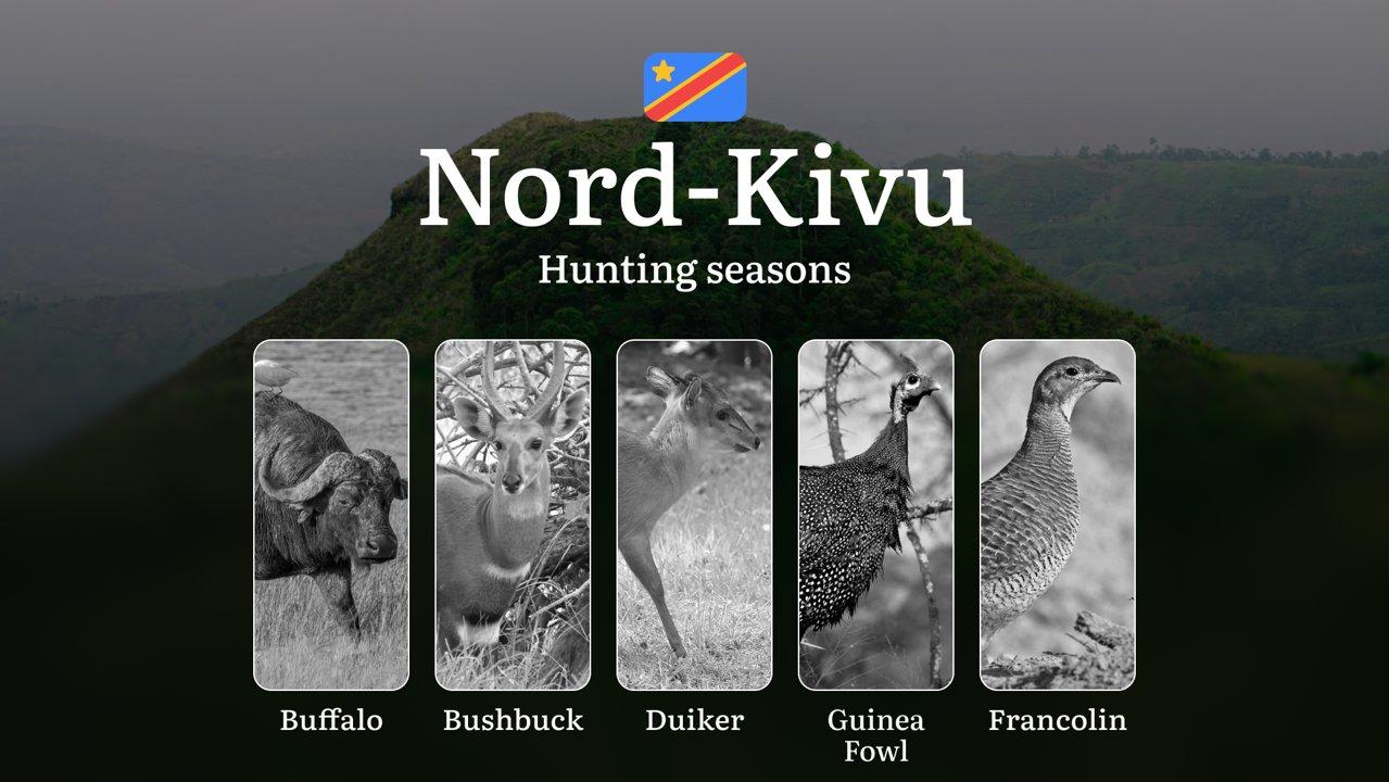 Nord-Kivu, DRC: Hunting Seasons and Timing, Species Restrictions, Licensing Requirements, Strategic Advice on Timing and Equipment 