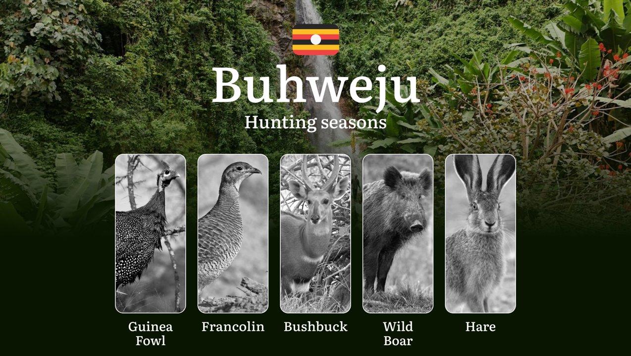 Scheduled Hunting Times in Buhweju: Area Regulations, Steps to Obtain a Hunting License, Sanctions for Breaching Hunting Periods, Tips on Timing, Gear Selection, and Hunting Methods