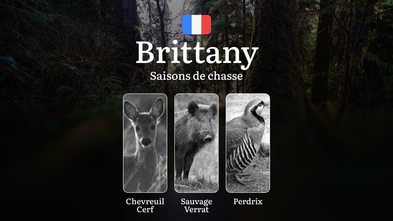 Saisons de Chasse en BRETAGNE: Calendrier Officiel, Réglementation Locale,  Limitations Spécifiques et Responsabilités Légales