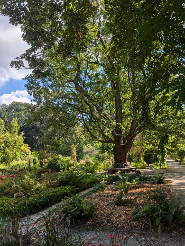 🌳🌱