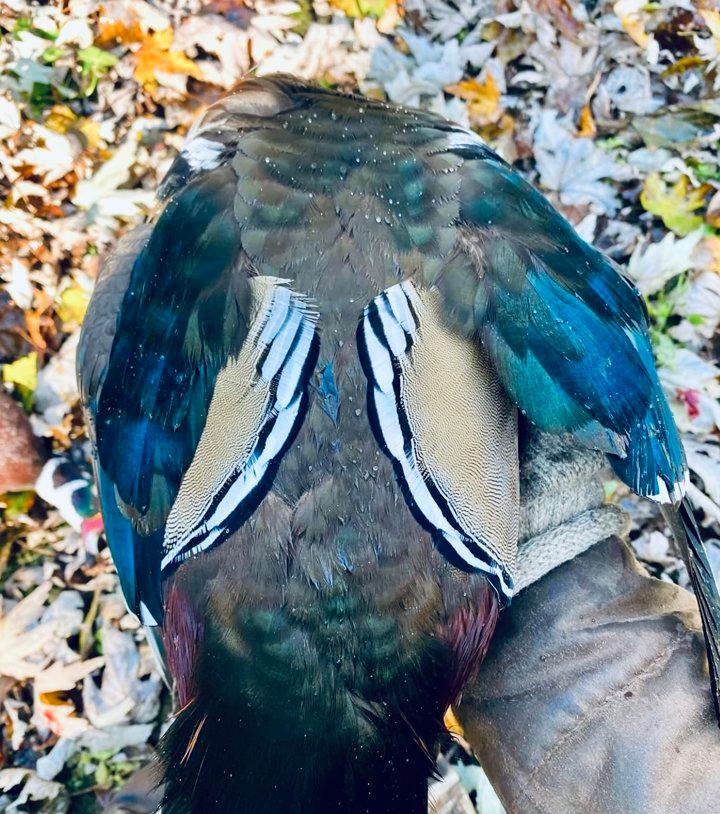 Wood ducks weren’t working the spread, so I switched to stalking. Got in close, made clean shots, and the dog handled the retrieves like a pro. Hard not to admire those b