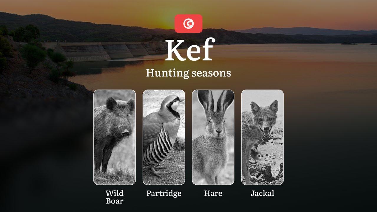 Hunting Seasons in KEF: Key Periods, Game Activity, Protected Species, Practical Recommendations and Legal Consequences of Violating Hunting Laws