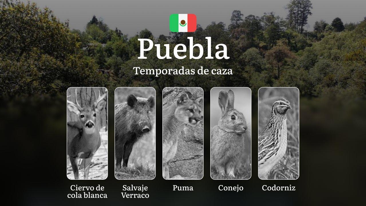 Temporadas y períodos de Caza en Puebla: Fechas, Especies y Regulaciones para una Experiencia Exitosa