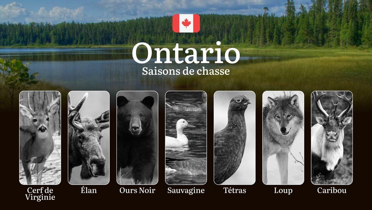 Saisons de chasse en ONTARIO: Calendrier Détaillé, Réglementations à Jour et Conseils Pratiques

L’Ontario, avec ses vastes étendues sauvages qui s’étirent sur plus d’un 