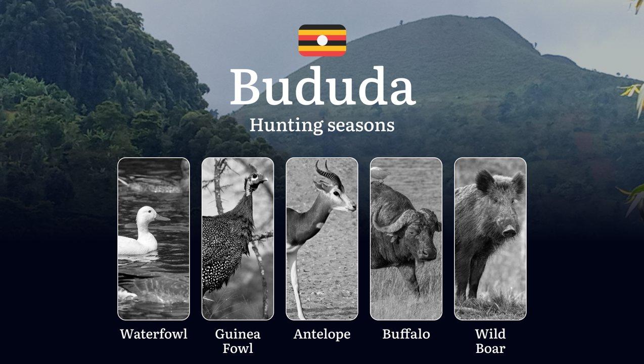Bududa: Hunting Activity Periods, Protected Species and Seasonal Restrictions, Obtaining a License, Penalties That Affect Your Hunt, Expert Advice, Timing, Equipment