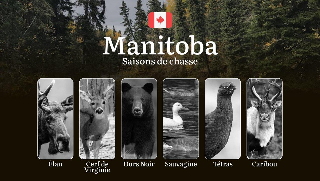 Saisons de chasse au MANITOBA (Canada): Dates Clés, Obtention des Permis et Règles Essentielles
