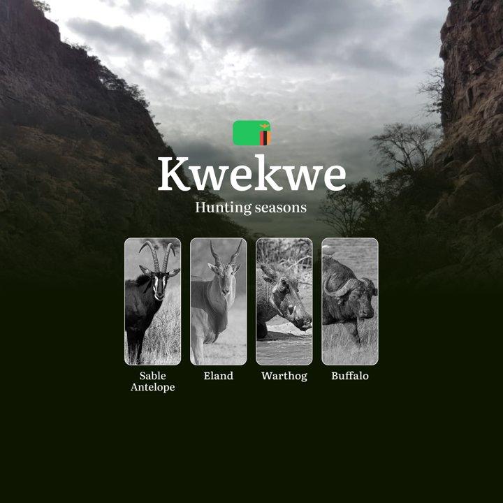 When the Miombo Whispers: Golden Hunting Seasons in Kwekwe – From Mighty Buffalo to Majestic Sable Antelope