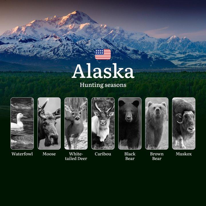 Hunting Seasons in Alaska: Seasonality and Animal Activity Peaks, Penalties for Violating Hunting, Tips and Dates