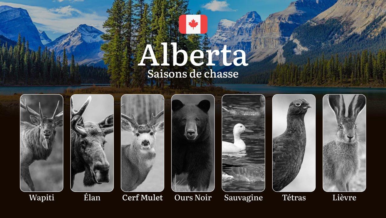 Saisons de chasse en ALBERTA (Canada):  Dates Clés, Obtention des Permis, Règlementation en Vigueur et Meilleures Périodes pour la Chasse

L'Alberta, avec ses paysages va