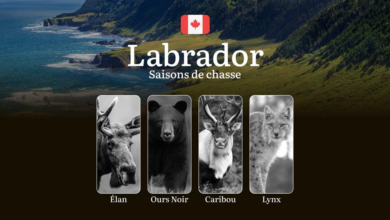 Les périodes de chasse au LABRADOR: ouverture et fermeture, permis obligatoires, règles à connaître 