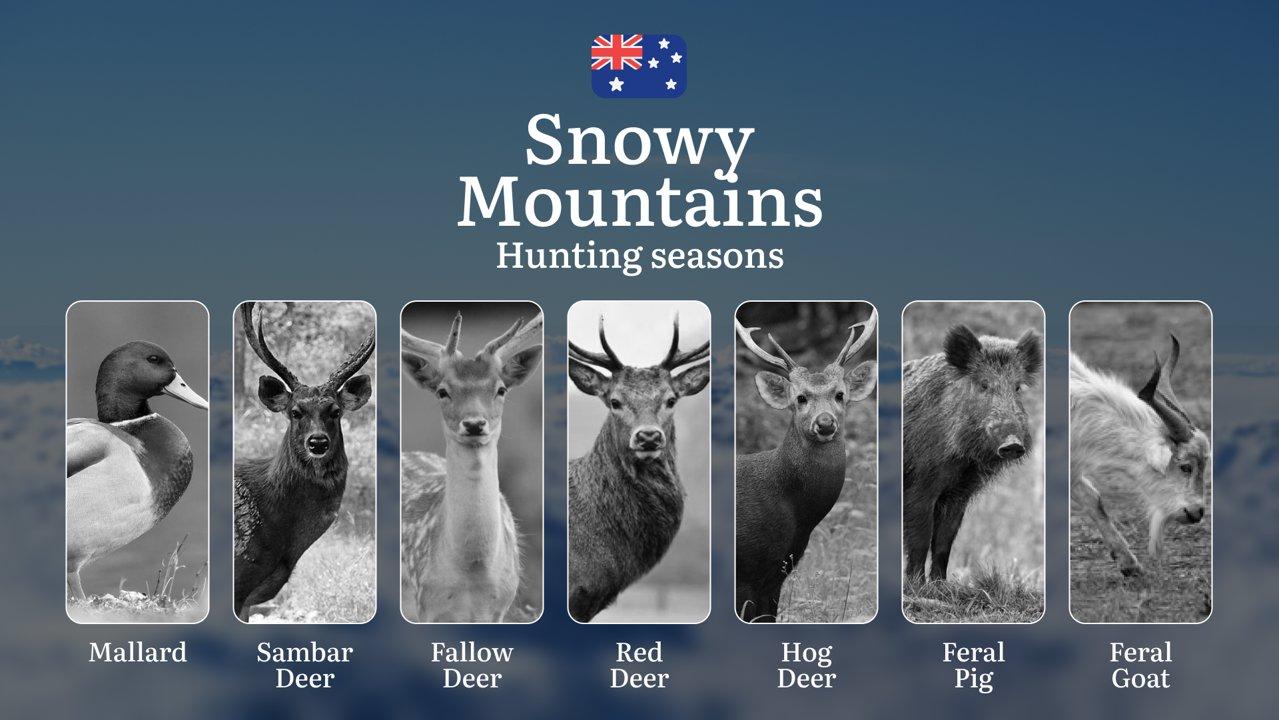 Secrets of the Snowy Mountains: When the Wild Calls – Hunting Seasons, Tactics & Trophy Moments in Australia's High Country