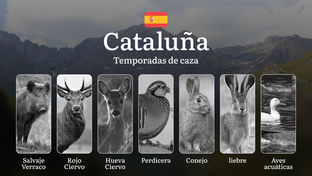 Caza en CATALUÑA: Normativa,  Temporadas y períodos de caza y Especies – Todo lo que Necesitas Saber para una Práctica Legal y Sostenible