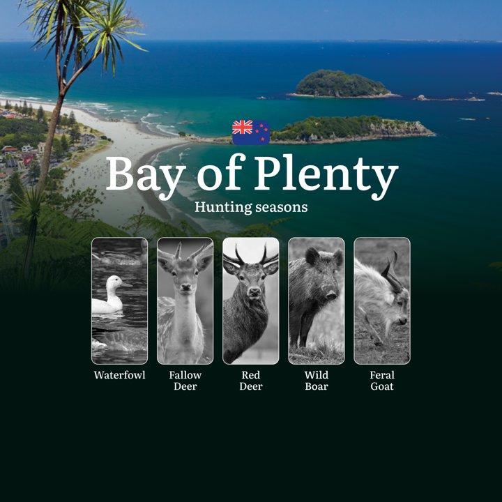 BAY OF PLENTY Hunting Periods, Licenses, Rules and Best Times for Hunting, Main Rules and Timeframes

Main Rules and Timeframes for Hunting in Bay of Plenty

The Bay of P