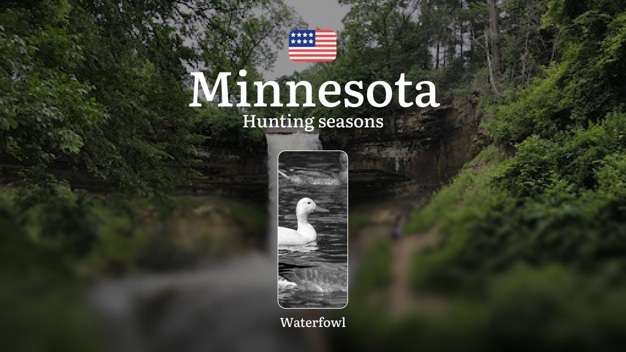 Waterfowl Hunting Seasons in Minnesota, USA: Hunting Periods, Opening and Closing Dates, Licenses, Rules, and Best Times for Hunting

Rules and Hunting Periods for Waterf