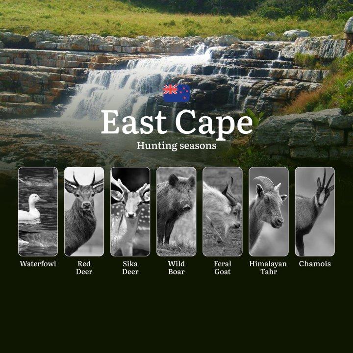 EAST CAPE Hunting: Seasons, Rules, and Best Times for Trophies, Tips on Choosing Time, Gear, and Tactics

General Hunting Rules and Seasons in East Cape

The hunting seas