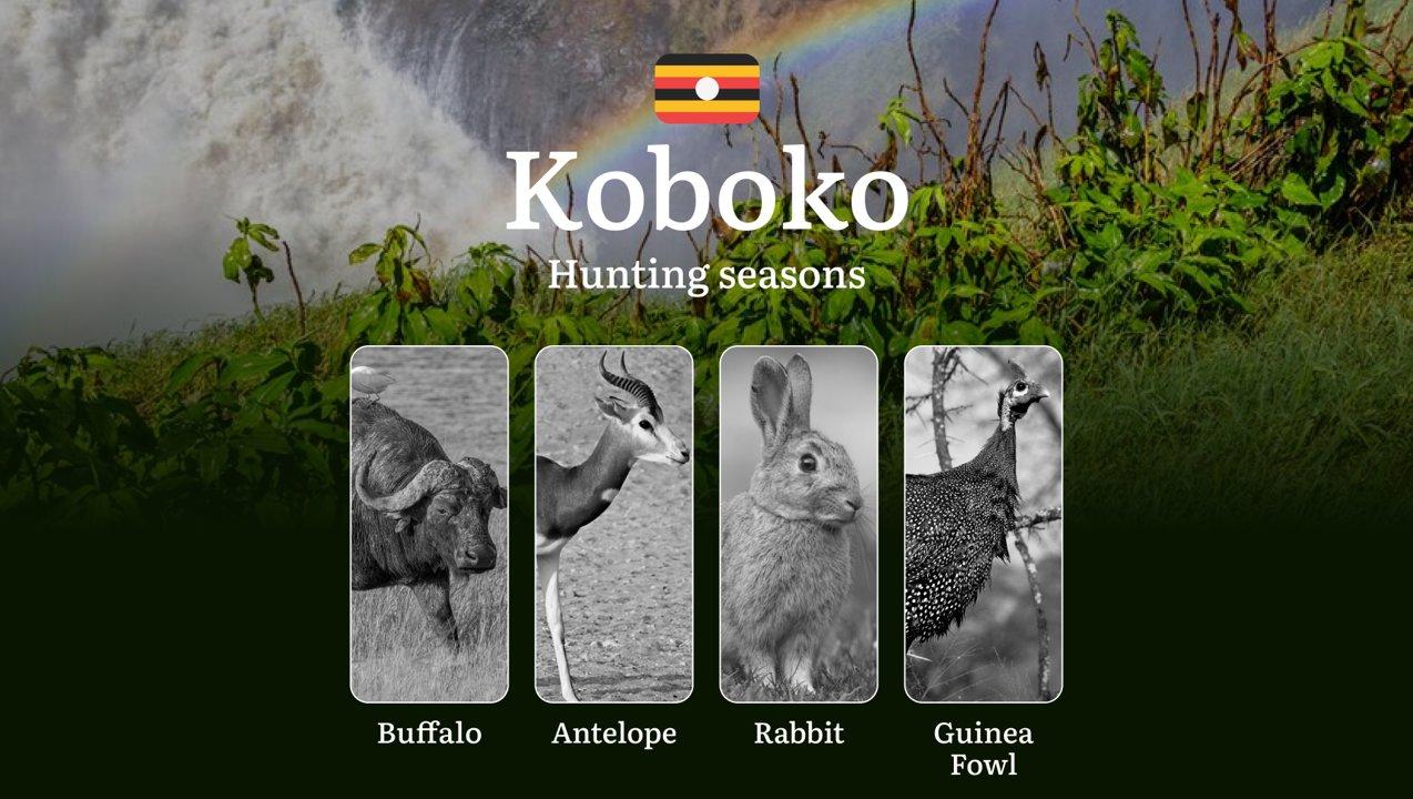 Hunting Date Ranges in Koboko: Hunting Periods, Legal Limits and Seasonal Bans, Licensing Rules, Fines and Consequences, Strategic Planning, Timing, Equipment