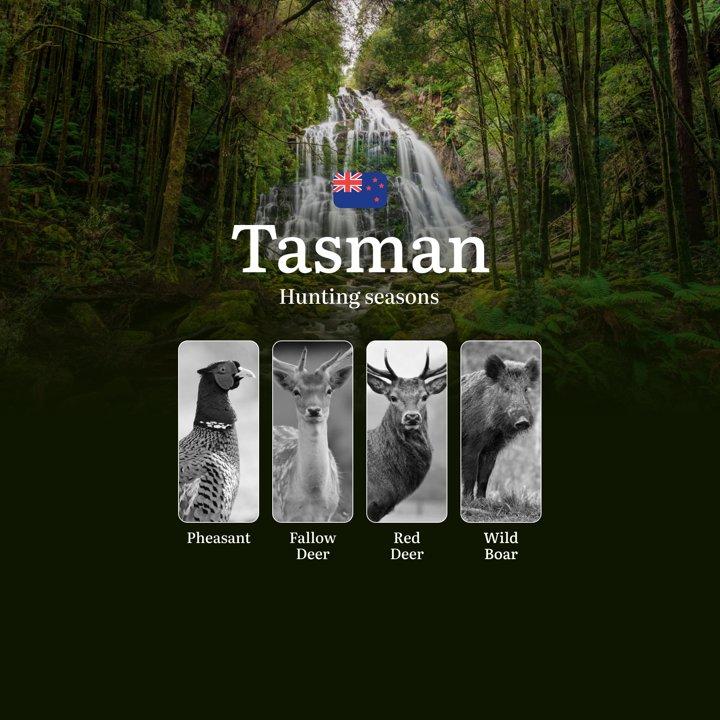TASMAN Region, New Zealand: When, Where and How to Hunt Legally, Hunting Seasons, Consequences of Illegal Hunting, Documents and Licenses

Hunting Rules and Seasons in th