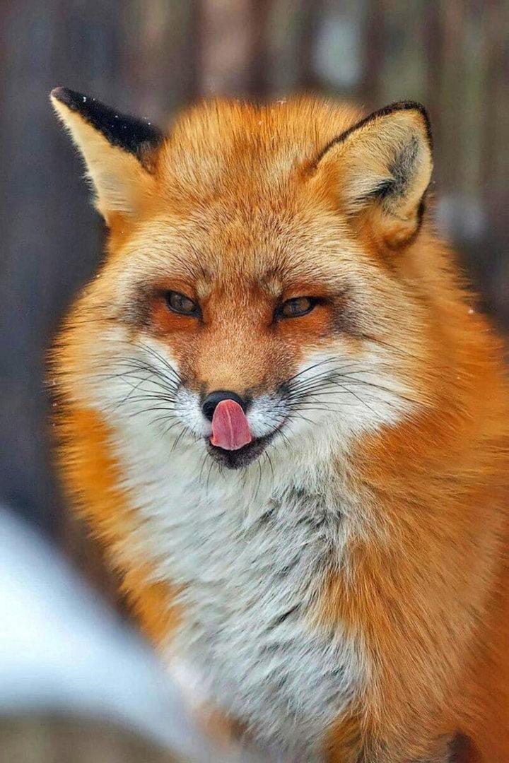 Gorgeous!!❤️🦊❤️