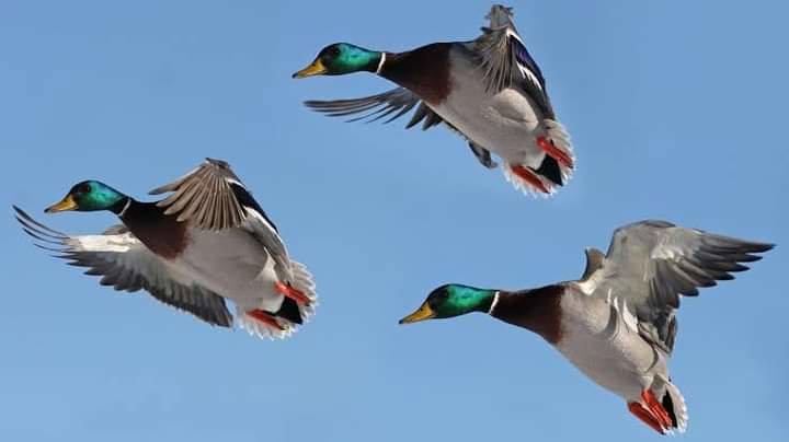 Hunts ducks