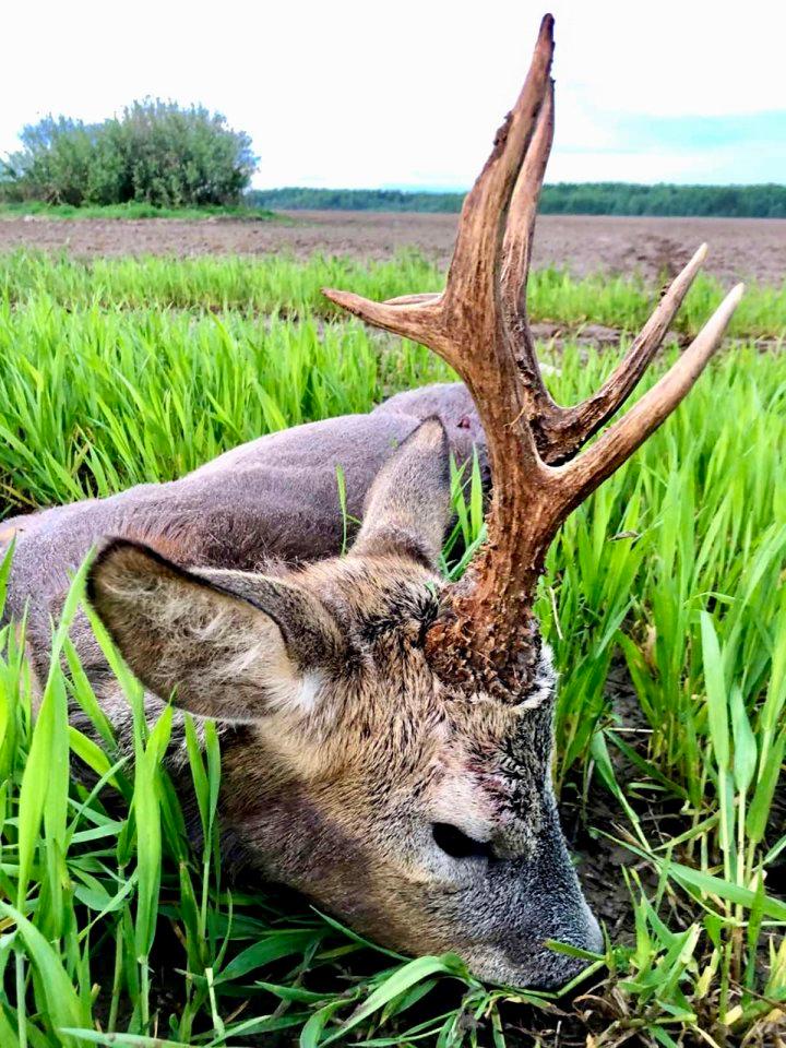 Roe Deer Hunting in Belarus: Season Dates, Methods, Prices, Trophy Evaluation