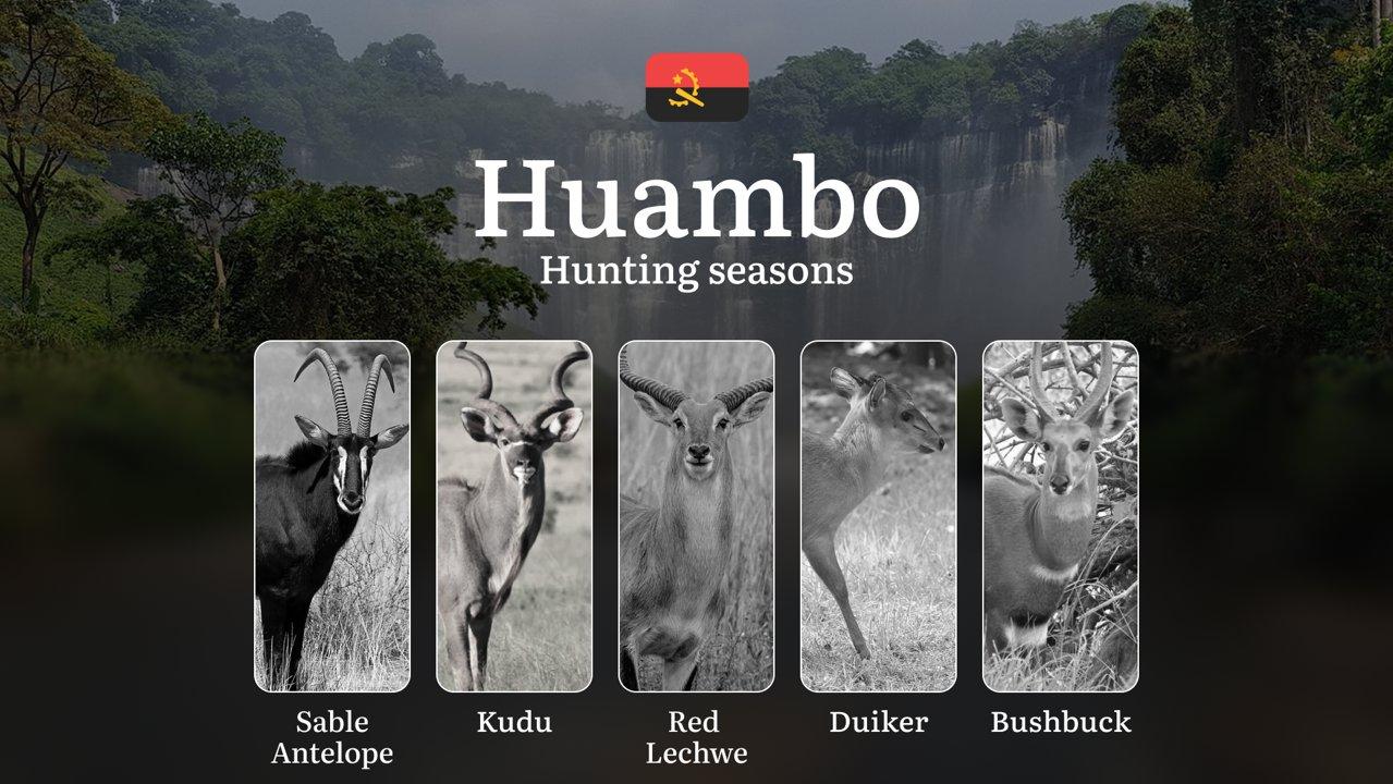 Hunting in Huambo: Understanding Hunting Calendar, Legal Permits and Restrictions, Local Hunting Traditions

General Hunting Rules and Seasons

The official hunting seaso
